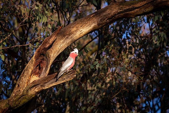 Intimate Blue Mountains Wild Kangaroos & Sunset for Nature Lovers - From Sydney to sandstone country