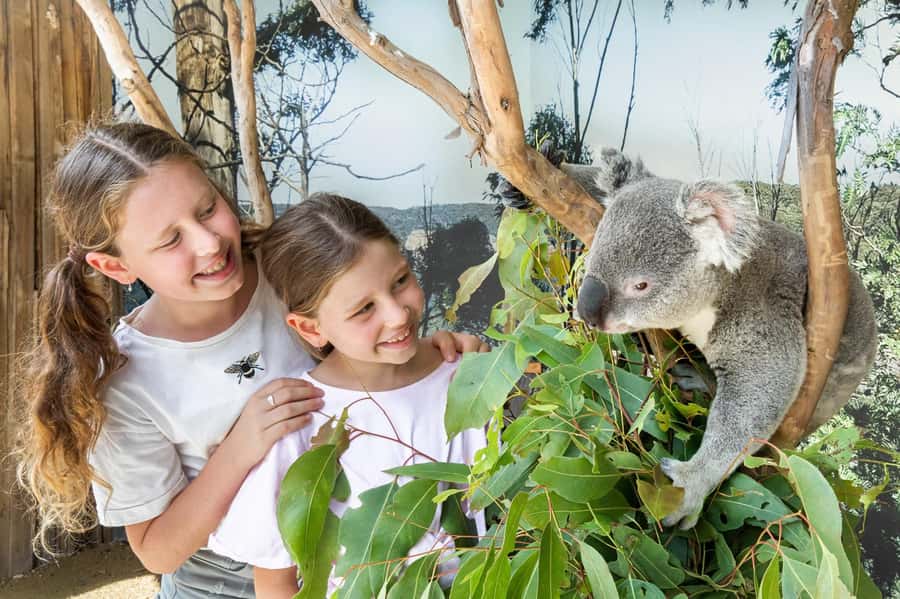 Japanese Tour Small Group: Blue Mountains, Scenic World, Zoo - The early start and meeting points