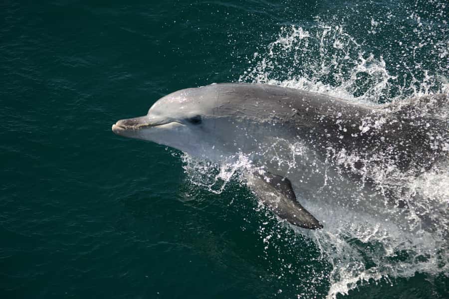 Jervis Bay: 2-Hour Cruise of Jervis Bay Passage - Dolphins, birds, and the waiting game on the water