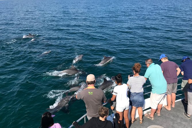Jervis Bay Dolphin Cruise - Key points to know before booking