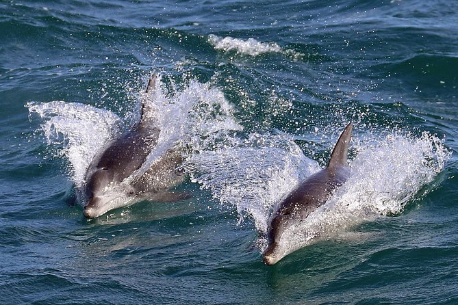 Jervis Bay Dolphin Cruise - The 90-minute schedule and reports of shorter trips