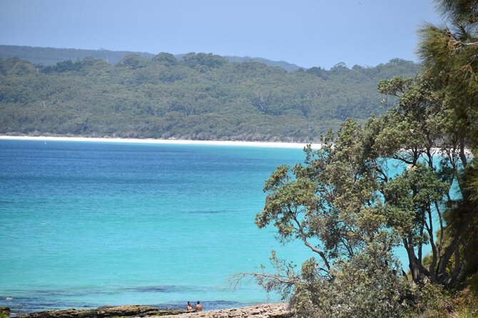 Jervis Bay Tour with Dolphins, Kangaroos & World's Whitest Beach - Booderee National Park and kangaroos at Cave Beach