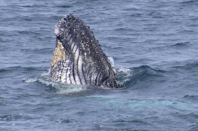 Jervis Bay Whale Watching Tour - Key points before you book