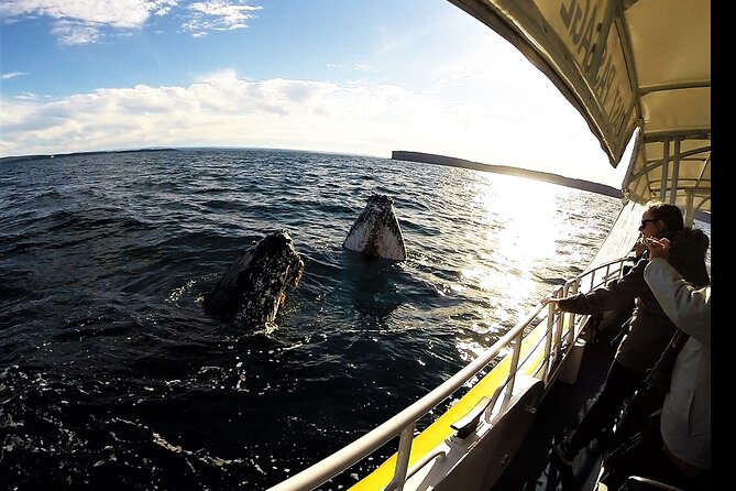 Jervis Bay Whale Watching Tour - The whale-watching section: patience pays off