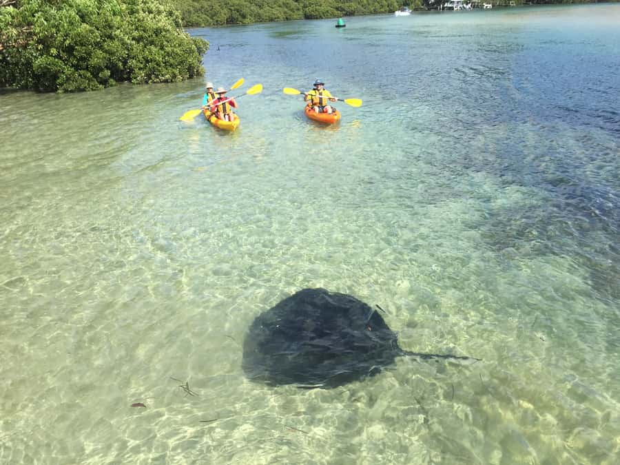 Kayak Hire Batemans Bay - Why the Tomaga River is a good place to kayak
