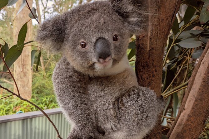 Koala & Kangaroos Experience, Waterfalls and Scenic Train Journey - Crossing the Harbour Bridge and Hawkesbury River