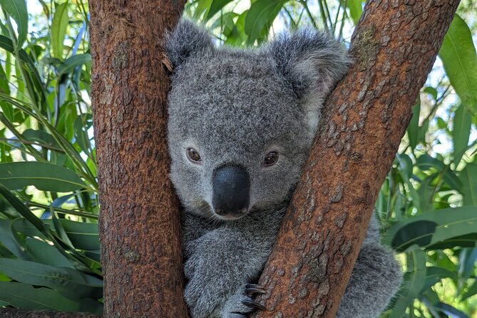 Koala & Kangaroos Experience, Waterfalls and Scenic Train Journey - Brisbane Water National Park and its waterfalls