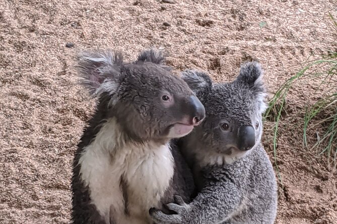 Koala & Kangaroos Experience, Waterfalls and Scenic Train Journey - Mount Ettalong Lookout and Pearl Beach