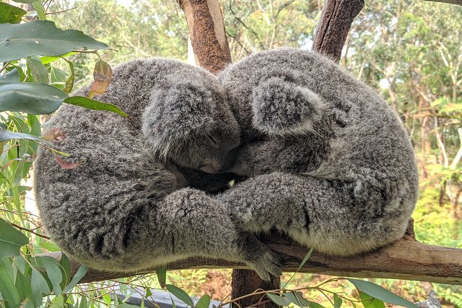 Koala & Kangaroos Experience, Waterfalls and Scenic Train Journey - Australian Reptile Park: the day’s main attraction