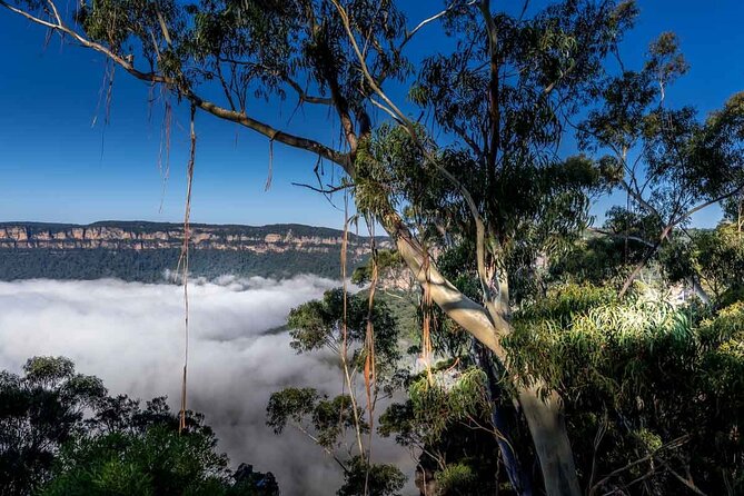 Late Start Blue Mountains Nature, Waterfalls, Koalas Small Group - Cahill’s Lookout and the Megalong Valley panorama