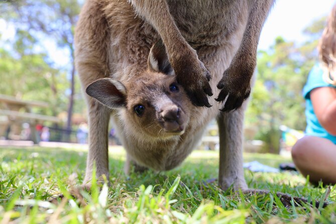 Luxury Hunter Valley Wildlife & Wine Tasting Tour from Sydney - Who will get the most from this day