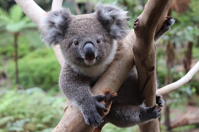 Luxury Hunter Valley Wildlife & Wine Tasting Tour from Sydney - A practical way to prepare
