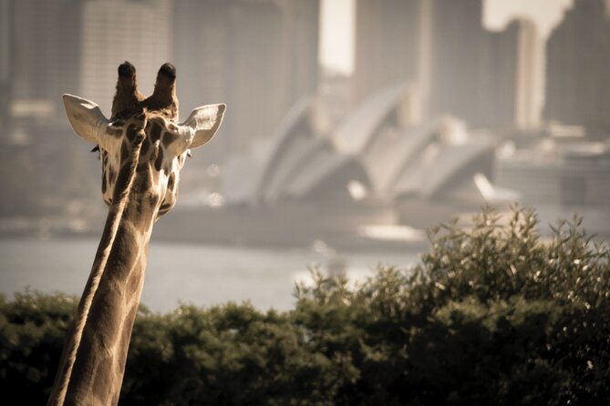 Luxury Sydney Tour - What the price includes, and what it does not
