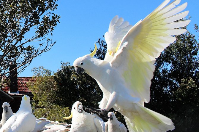 Manly and more private tour - Manly and Shelley Beach provide the main walk
