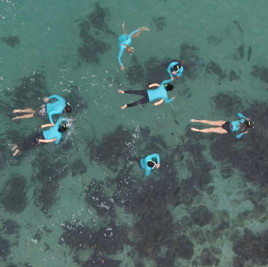 Manly Beach Guided Snorkeling Tours - Key points at a glance
