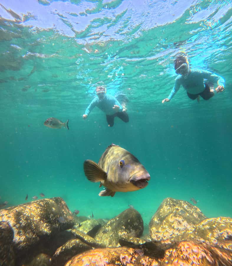 Manly Beach Guided Snorkeling Tours - The marine life you may see