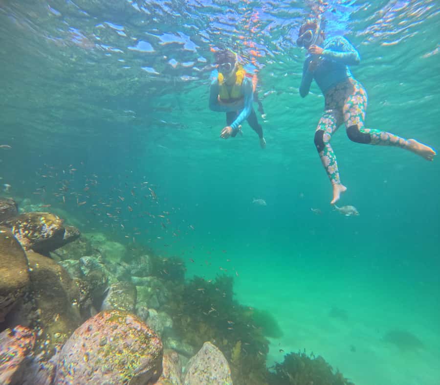 Manly Beach Guided Snorkeling Tours - Is $116 per person good value?