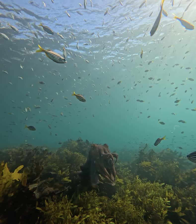 Manly Beach Guided Snorkeling Tours - Small groups, private bookings, and access