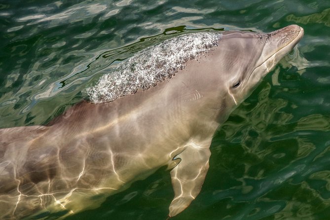 Marine Discovery + Snorkeling Cruise - Port Stephens - What the snorkeling setup includes