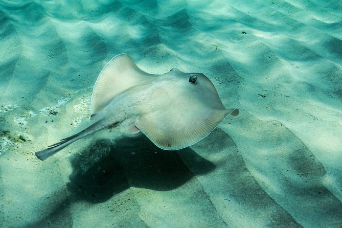 Marine Discovery + Snorkeling Cruise - Port Stephens - The sailing return is the quiet reward