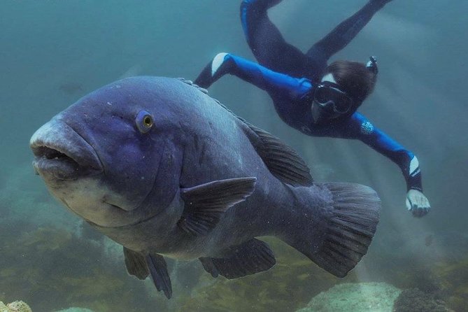 Marine Discovery + Snorkeling Cruise - Port Stephens - My call: book it if you want variety