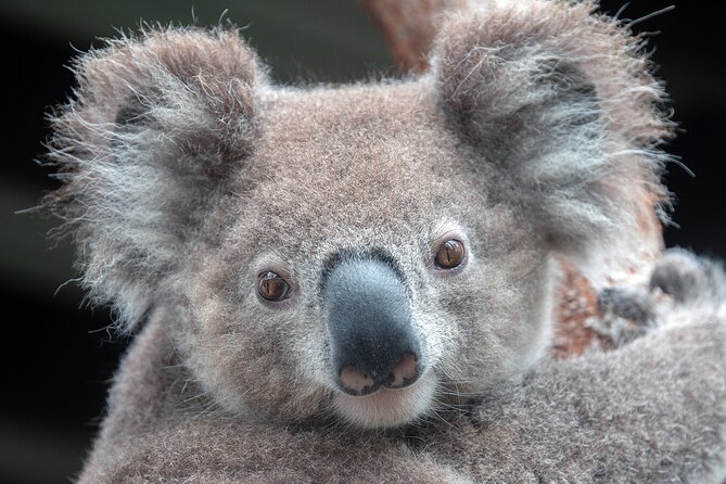 Nature and Wildlife: Australia in One Day - Private Tour - What this one-day Sydney tour is trying to do