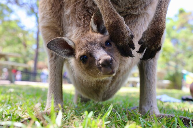 Nature and Wildlife: Australia in One Day - Private Tour - Walking through Berowra Valley National Park