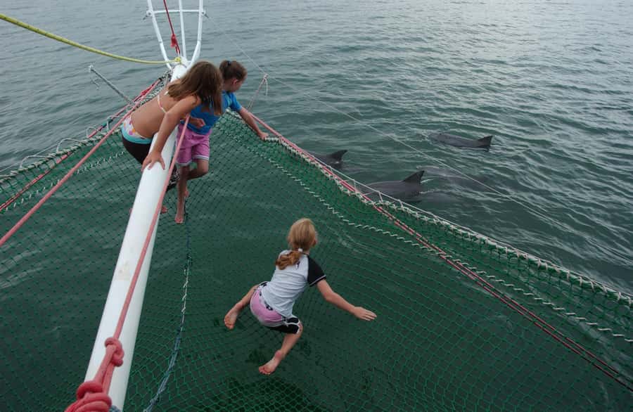 Nelson Bay: Dolphin Watch Cruise and Sail - Why this cruise is more than a standard dolphin trip