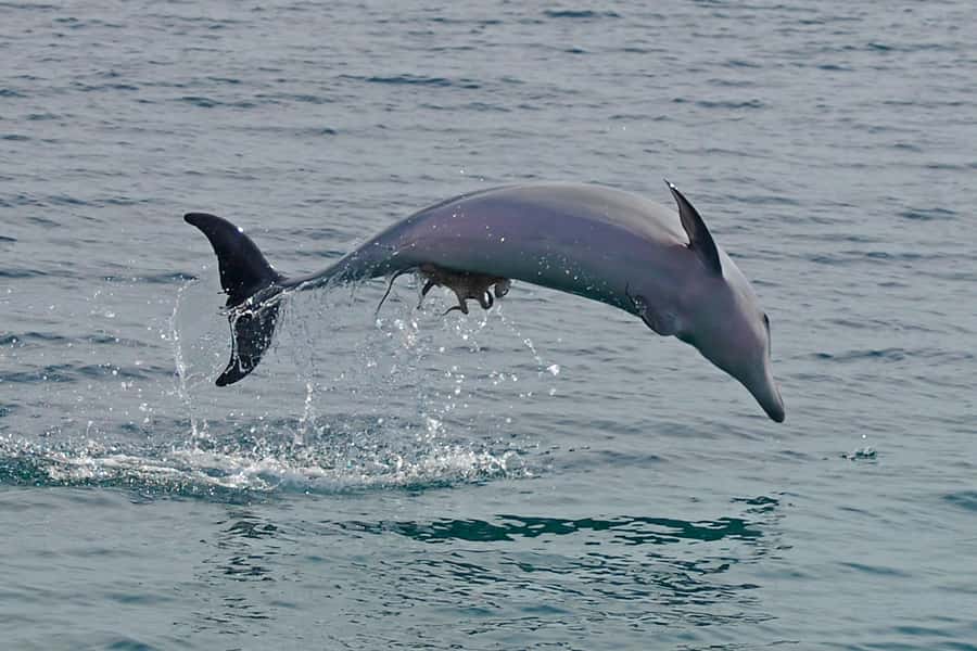 Nelson Bay: Dolphin Watch Cruise and Sail - Ninety minutes around Nelson Bay
