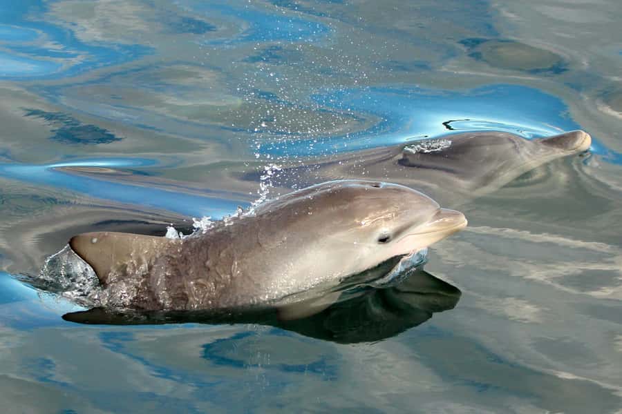 Nelson Bay: Dolphin Watch Cruise and Sail - Watching wild bottlenose dolphins