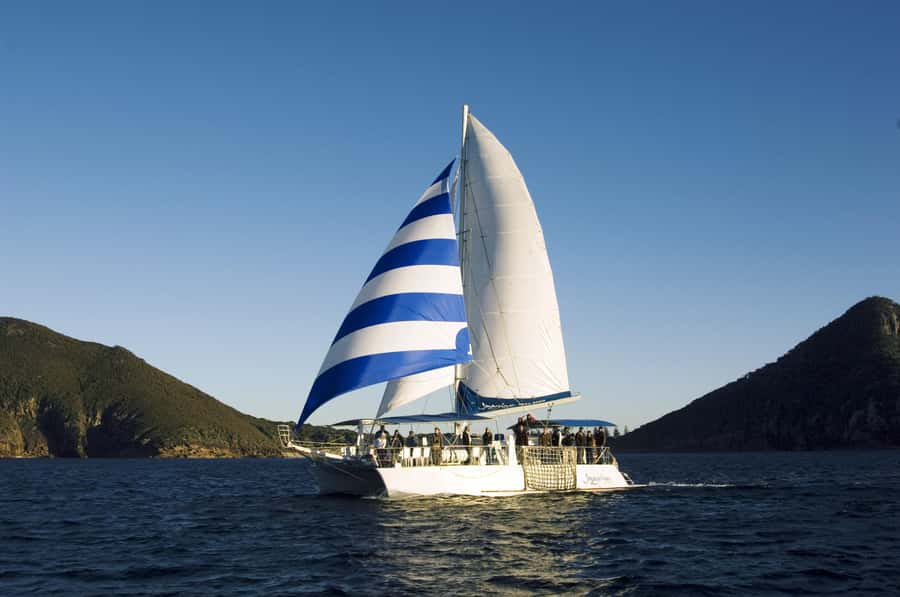 Nelson Bay: Dolphin Watch Cruise and Sail - What the $35 price delivers