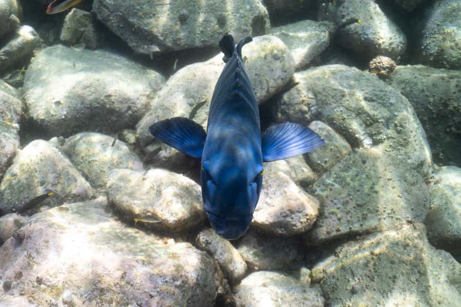 Nelson Bay: Marine Discovery Cruise with Snorkeling - Who will enjoy this cruise most