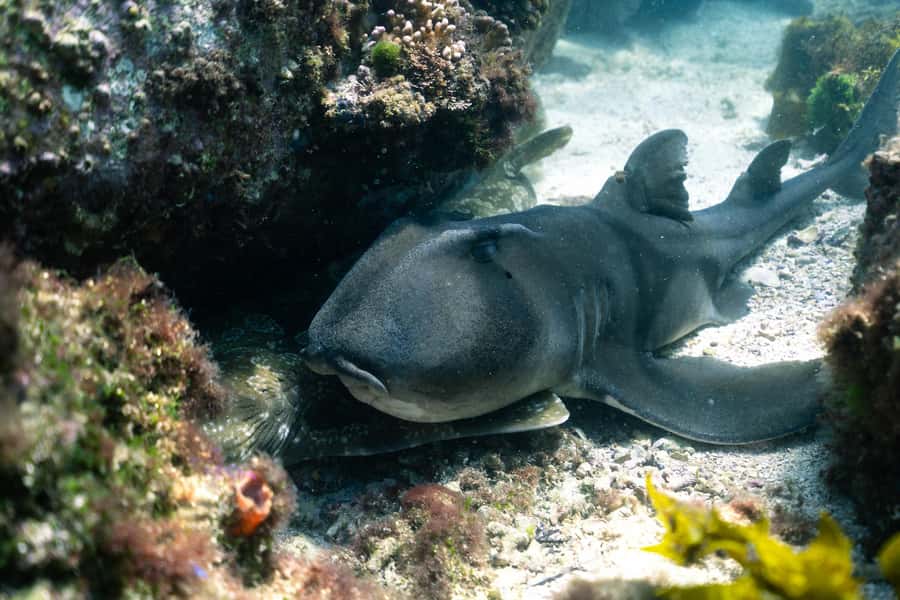 Nelson Bay: Marine Discovery Cruise with Snorkeling - Practical preparation for the marina and boat
