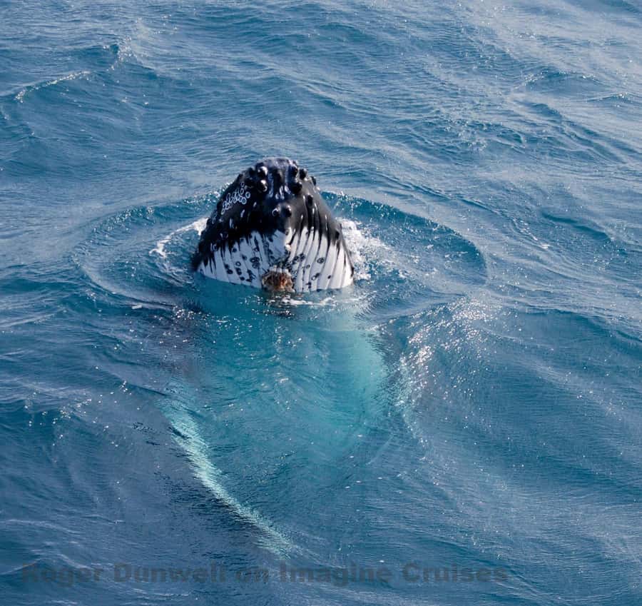 Nelson Bay: Whale and Dolphin Watching Catamaran Cruise - Key points to know before sailing