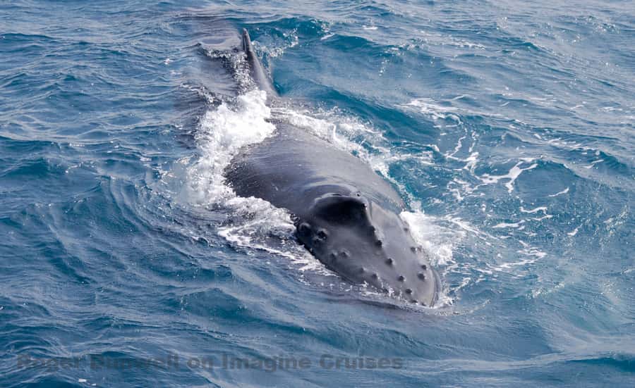 Nelson Bay: Whale and Dolphin Watching Catamaran Cruise - What a whale encounter can look like