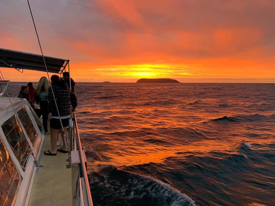 Nelson Bay: Whale and Dolphin Watching Catamaran Cruise - Dolphins, seals, seabirds, and surprise wildlife