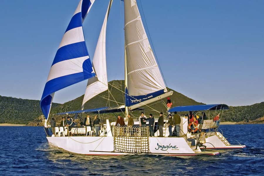 Nelson Bay: Whale and Dolphin Watching Catamaran Cruise - Why the catamaran matters