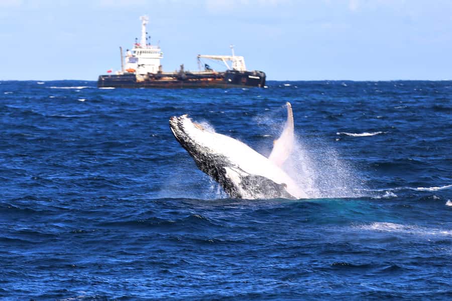 Newcastle: Humpback Whale Watching Cruise and Harbor Tour - Why Newcastle’s whale season is worth your time