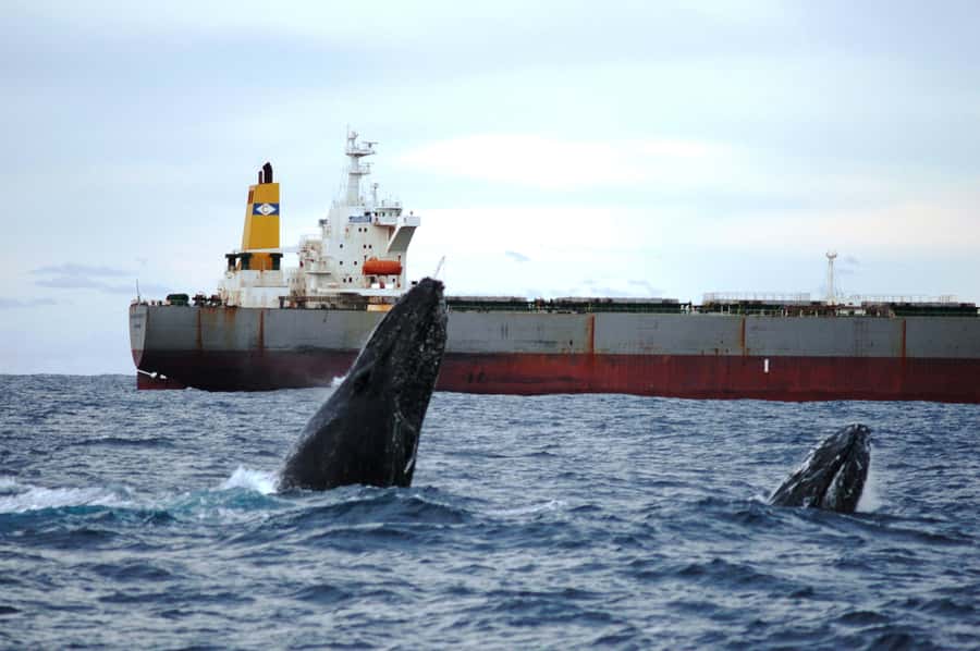 Newcastle: Humpback Whale Watching Cruise and Harbor Tour - Meeting the catamaran near Newcastle harbor