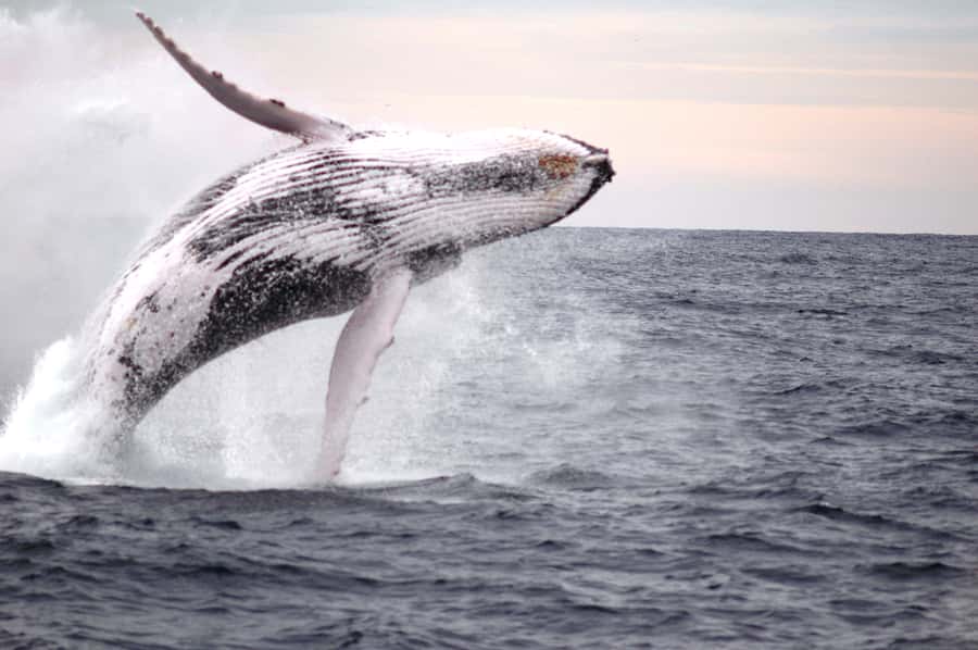 Newcastle: Humpback Whale Watching Cruise and Harbor Tour - Is $60 a fair price?