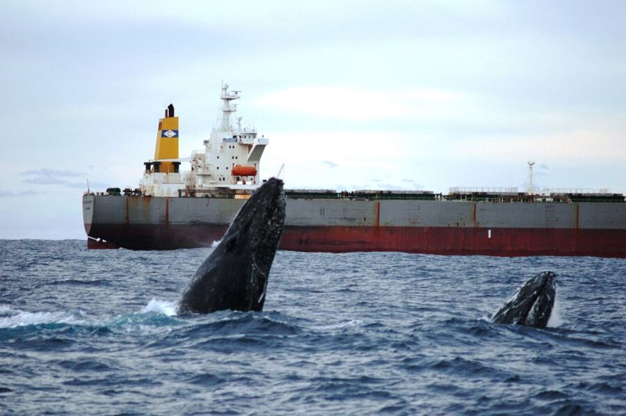 Newcastle: Humpback Whale Watching Cruise and Harbor Tour - Who should book this Newcastle cruise?