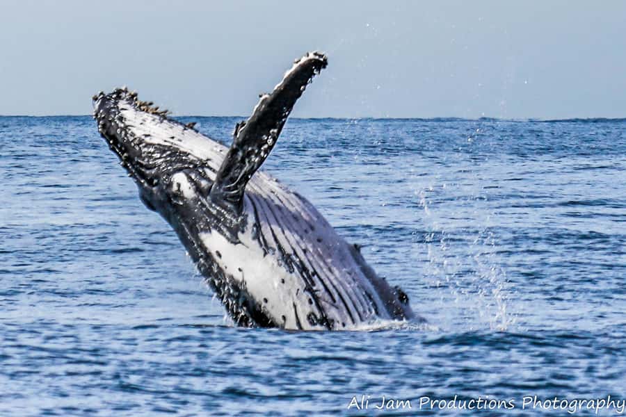 Newcastle: Humpback Whale Watching Cruise and Harbor Tour - The first 150 minutes: harbor, coast, and open water