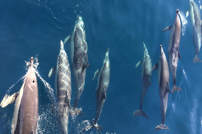 Newcastle: Port Stephens day tour - Dolphins, hike & swim! - B Farm and Port Stephens’ brewing scene