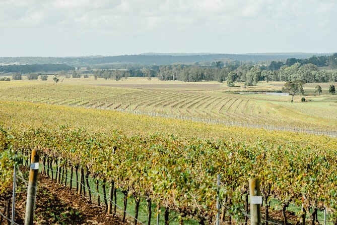 Newcastle: Private Hunter Valley Wine Tour - Audrey Wilkinson brings the big Hunter Valley view