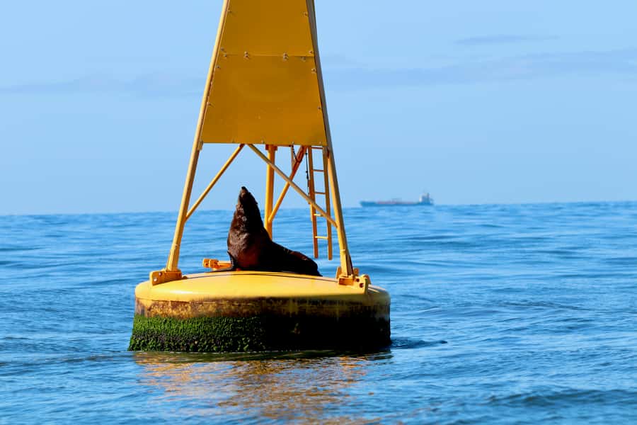 Newcastle: Small Group Humpback Whale Encounter Tour - Key points to know before you book