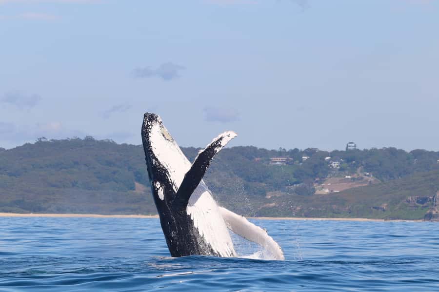 Newcastle: Small Group Humpback Whale Encounter Tour - Setting out from Honeysuckle Foreshore