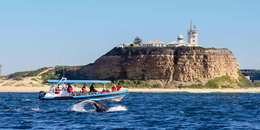 Newcastle: Small Group Humpback Whale Encounter Tour - Searching for humpback whales from June to November