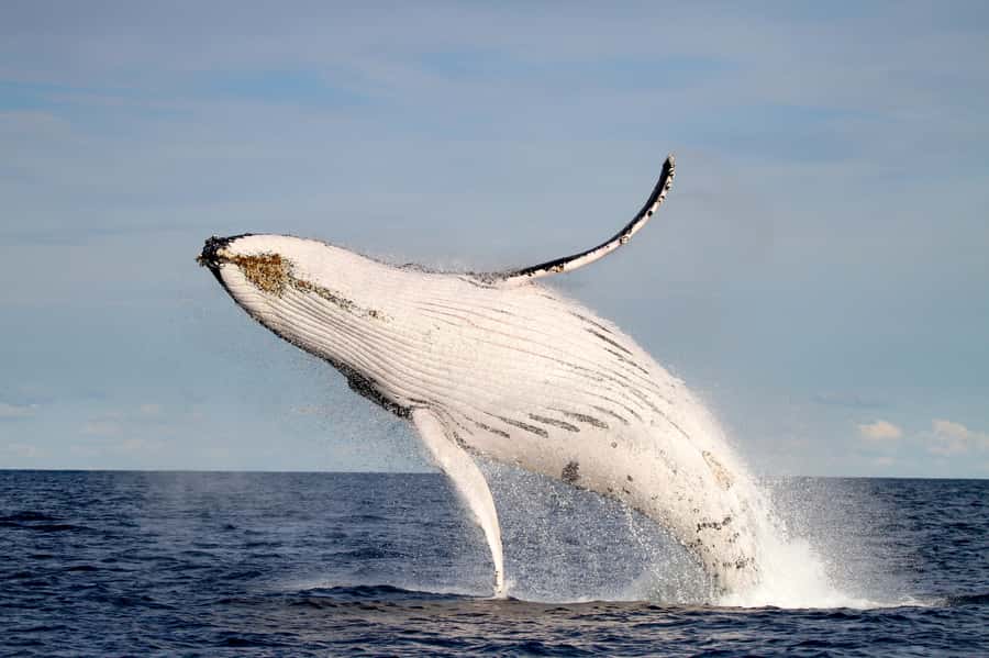 Newcastle: Small Group Humpback Whale Encounter Tour - Dolphins, fur seals, and the bonus wildlife