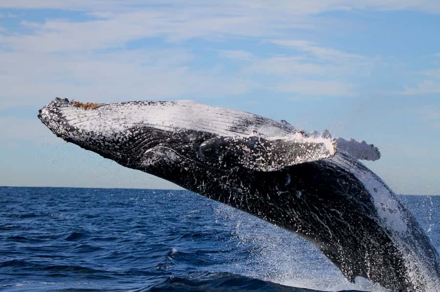 Newcastle: Small Group Humpback Whale Encounter Tour - What the guides add to the experience