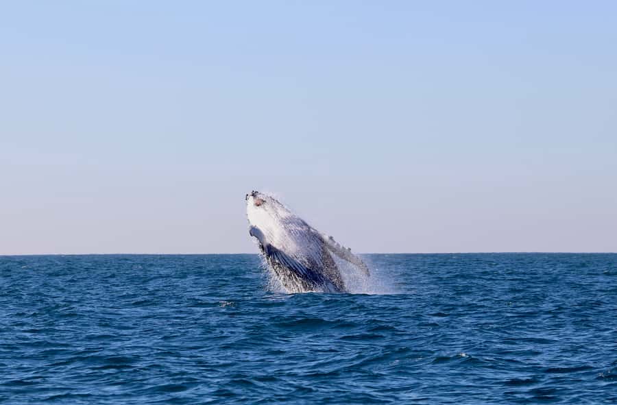 Newcastle: Small Group Humpback Whale Encounter Tour - The boat ride and the Newcastle coastline